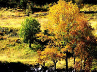 Ed2：四姑娘山、香格里拉13日全線游