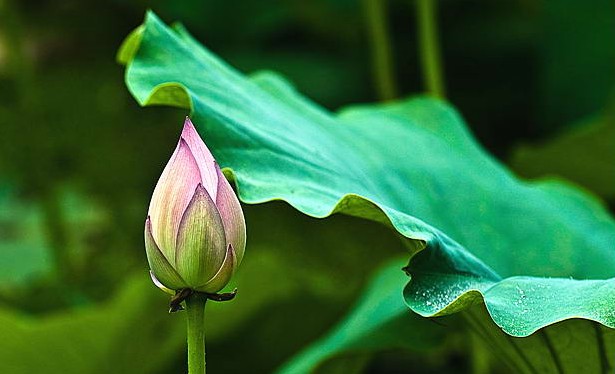 [德陽(yáng)]金雁湖