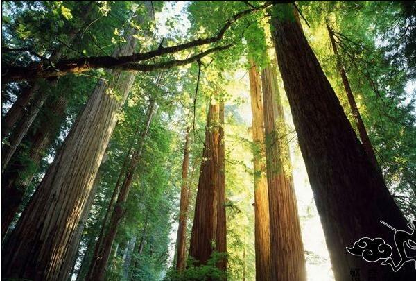 林芝、雅魯藏布大峽谷、日喀則、珠峰九日游