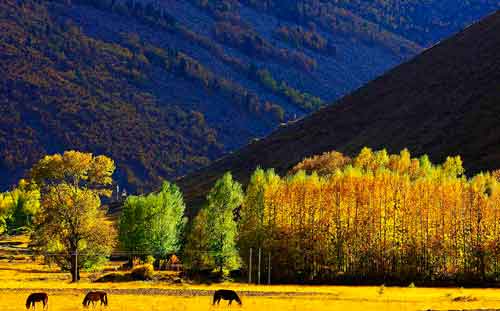 秋游正當時！成都租車旅游選哪一條？